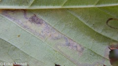 Stigmella lemniscella