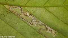 Stigmella lemniscella