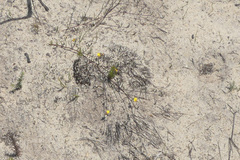 Aspalathus lebeckioides