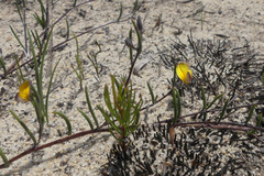 Aspalathus lebeckioides