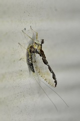 Callibaetis pretiosus