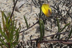 Aspalathus lebeckioides