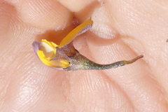 Aspalathus lebeckioides