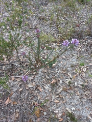 Gompholobium confertum