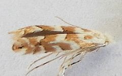 Phyllonorycter deserticola