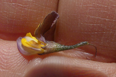 Aspalathus lebeckioides