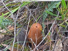 Banksia gardneri