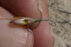 Aspalathus lebeckioides