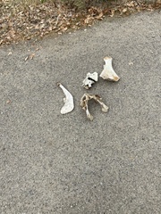 Cervus canadensis nannodes