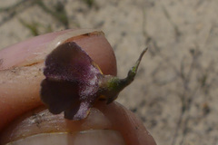 Aspalathus lebeckioides