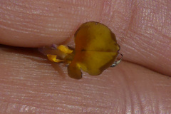 Aspalathus lebeckioides