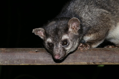 Bassariscus sumichrasti