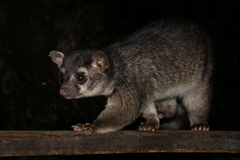 Bassariscus sumichrasti