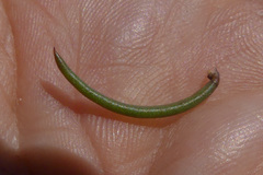 Aspalathus lebeckioides