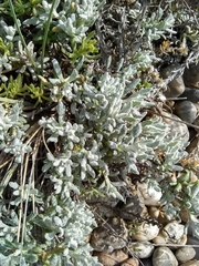 Senecio patagonicus