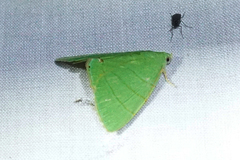 Eulepidotis viridissima