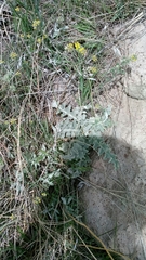 Cirsium undulatum undulatum