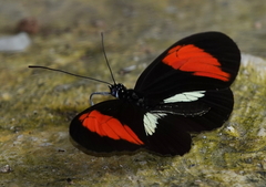 Heliconius melpomene bellula
