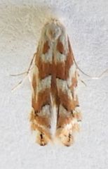 Phyllonorycter deserticola