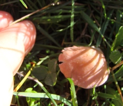 Calocybe carnea