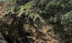 Chionochloa bromoides