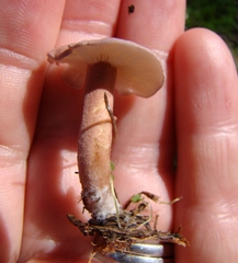 Calocybe carnea