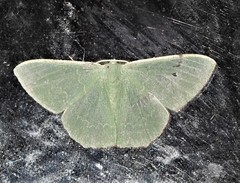 Prasinocyma semicrocea