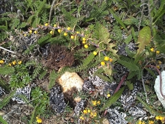 Berberis empetrifolia