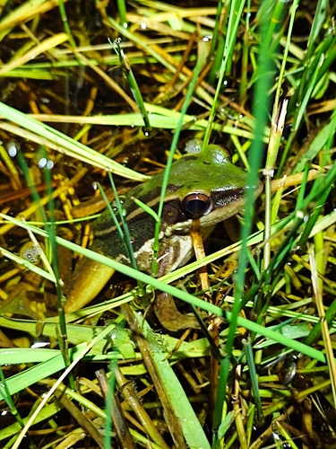 Green Paddy Frog