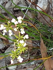 Stylidium junceum