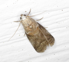 Acrobasis juglandis