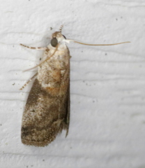 Acrobasis juglandis