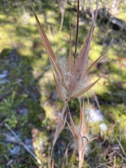 Andropogon gyrans