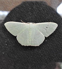 Prasinocyma semicrocea