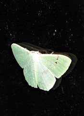 Prasinocyma semicrocea