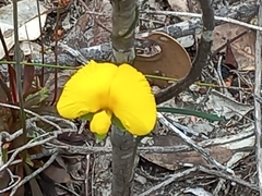 Gompholobium polymorphum