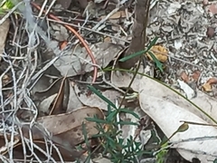 Gompholobium polymorphum