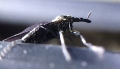 Dilophus
