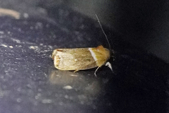 Chlamydastis vitorbeckeri