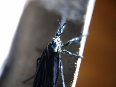Dilophus