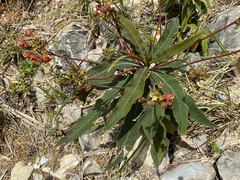 Rhytidophyllum