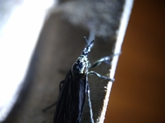 Dilophus