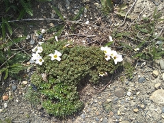 Oxalis enneaphylla