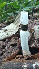 Staheliomyces cinctus