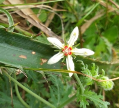Blumenbachia insignis