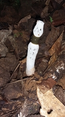 Staheliomyces cinctus