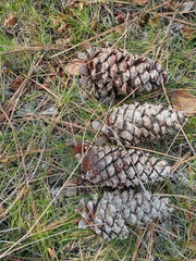 Pinus ponderosa ponderosa