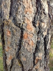 Pinus ponderosa ponderosa