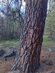 Pinus ponderosa ponderosa