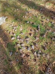 Pinus ponderosa ponderosa